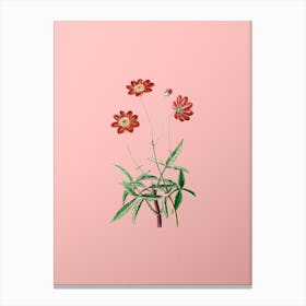 Vintage Cosmos Flower Branch Botanical on Soft Pink n.0373 Canvas Print