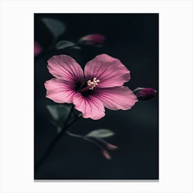 Pink Hibiscus Flower Canvas Print