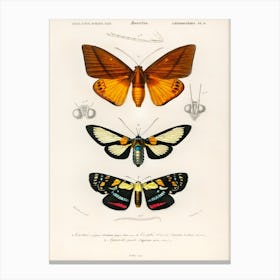 Collection Of Moths, Charles Dessalines D'Orbigny 1 Canvas Print