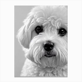 Bichon Frise B&W Pencil dog Canvas Print