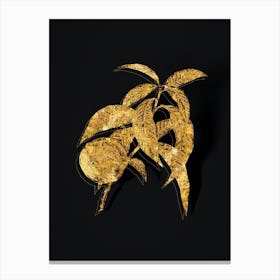 Vintage Peach Botanical in Gold on Black n.0290 Canvas Print