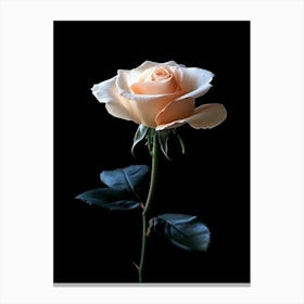 White Rose On Black Background 1 Canvas Print