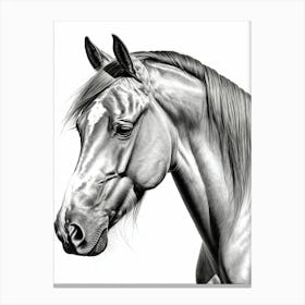 Highly Detailed Pencil Sketch Portrait of Horse with Soulful Eyes 15 Canvas Print