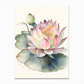 Blooming Lotus Flower In Pond Watercolour Ink Pencil 2 Canvas Print