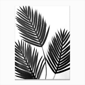 White black palm leaves Canvas Print