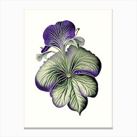 Sweet Violet Leaf Vintage Botanical 3 Canvas Print