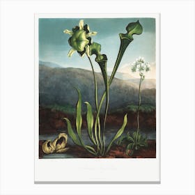 American Bog Plants From The Temple Of Flora (1807), Robert John Thornton Canvas Print