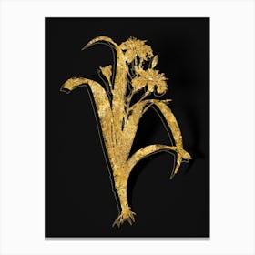 Vintage Iris Fimbriata Botanical in Gold on Black n.0196 Canvas Print