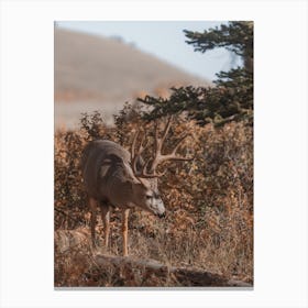 Autumn Deer Scenery Canvas Print