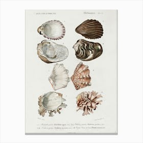 Different Types Of Mollusks, Charles Dessalines D'Orbigny 3 Canvas Print