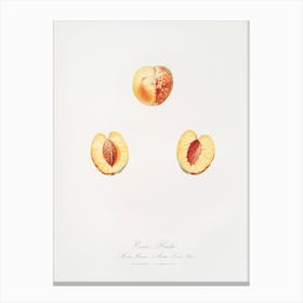 Nectarine (Malus Persica Hybrida) From Pomona Italiana (1817 1839), Giorgio Gallesio Toile