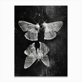 Moths 2 Canvas Print