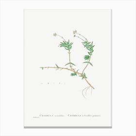 Crassula Acutifolia, Pierre Joseph Redoute Canvas Print