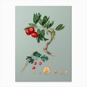 Vintage Red Thorn Apple Botanical Art on Mint Green n.0836 Canvas Print