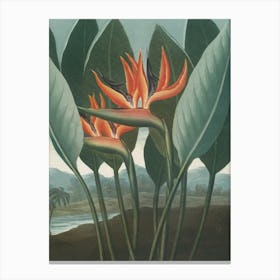 Bird Of Paradise 4 Canvas Print