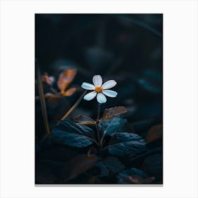 Flower In The Dark 82 Canvas Print