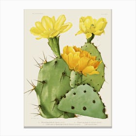 Flowering Cactus Canvas Print