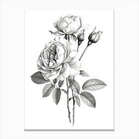 Roses Sketch 11 Canvas Print