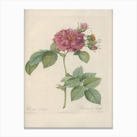 Rose Illustration, Pierre Joseph Redoute (57) Canvas Print