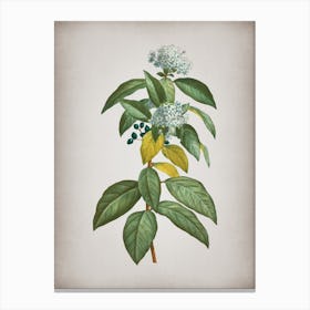 Vintage Laurustinus Botanical on Parchment n.0676 Canvas Print