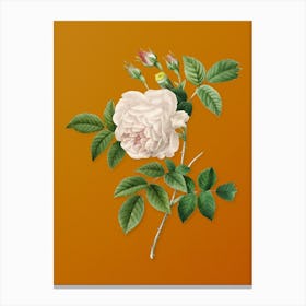 Vintage Rosa Indica Botanical on Sunset Orange Canvas Print