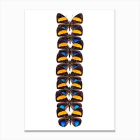Row Of Orange And Black Butterflies Canvas Print