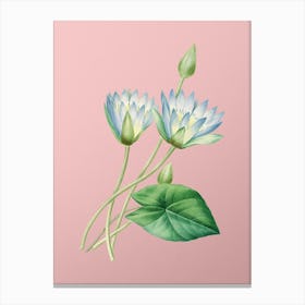 Vintage Egyptian Lotus Botanical on Soft Pink n.0153 Canvas Print