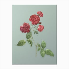 Vintage Red Cabbage Rose in Bloom Botanical Art on Mint Green n.0062 Canvas Print