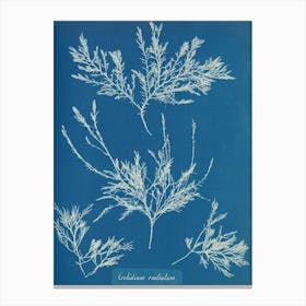 Echinoderms Canvas Print