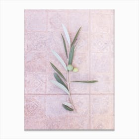 Olive Branch Canvas Print