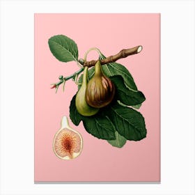 Vintage Fig Botanical on Soft Pink n.0122 Canvas Print