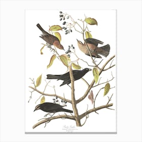 John James Audubon Rusty Grackle Canvas Print