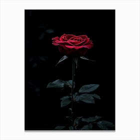 Dark Rose 58 Canvas Print