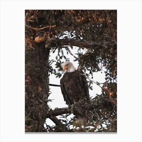 Bald Eagle In Pine Tree Canvas Print