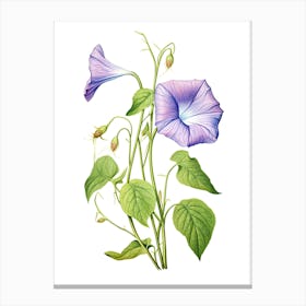 Morning Glories Flower Vintage Botanical 0 Canvas Print