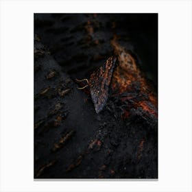 Black Butterfly With Orange Wings On A Lava Tree 2 Canvas Print