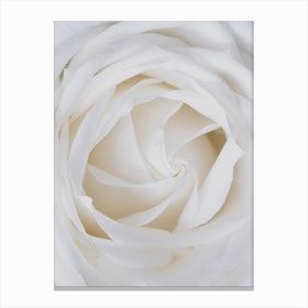 White Rose Close Up Canvas Print