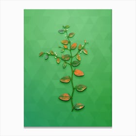 Vintage Christ's Thorn Botanical Art on Classic Green Canvas Print
