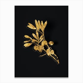 Vintage Olive Tree Branch Botanical in Gold on Black n.0604 Canvas Print