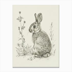Britannia Petite Rabbit Drawing 4 Canvas Print