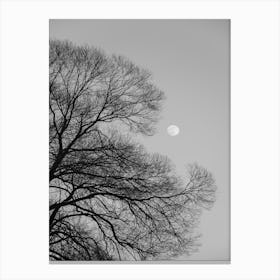 Full Moon Loves Winter Tree Black And White Canvas Print