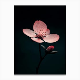 Cherry Blossom 3 Canvas Print