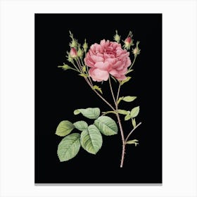 Vintage Pink Cumberland Rose Botanical Illustration on Solid Black n.0357 Canvas Print