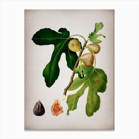 Vintage Figs Botanical on Parchment n.0863 Canvas Print