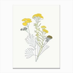 Feverfew Spices And Herbs Minimal Line Drawing 2 Canvas Print