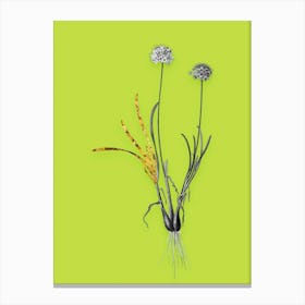 Vintage Allium Carolinianum Black and White Gold Leaf Floral Art on Chartreuse n.0033 Canvas Print
