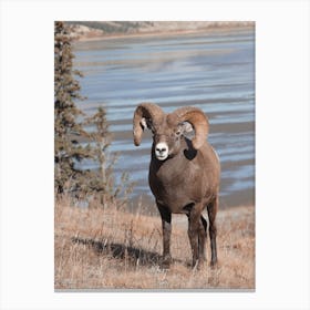 Sheep Near Lake Canvas Print