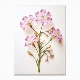 Pressed Flower Botanical Art Phlox Canvas Print