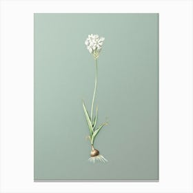 Vintage Chincherinchee Botanical Art on Mint Green n.0506 Canvas Print