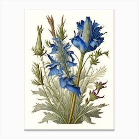 Chicory Herb Vintage Botanical Canvas Print